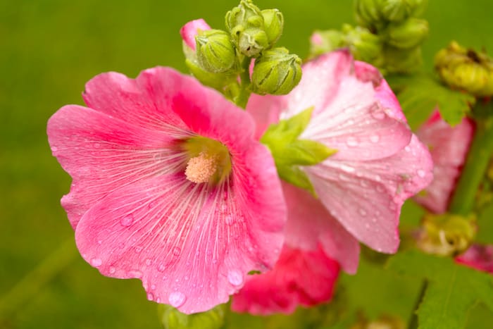 Tall hollyhocks growing beside a garden wall