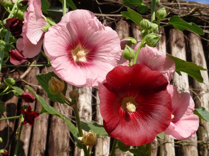 Hollyhock flowers in a range of garden colors