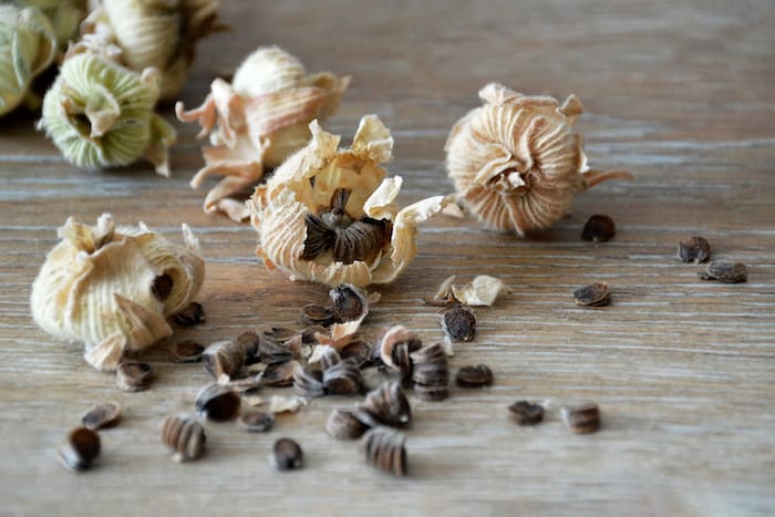 Dry hollyhock seed pods and seeds ready to collect