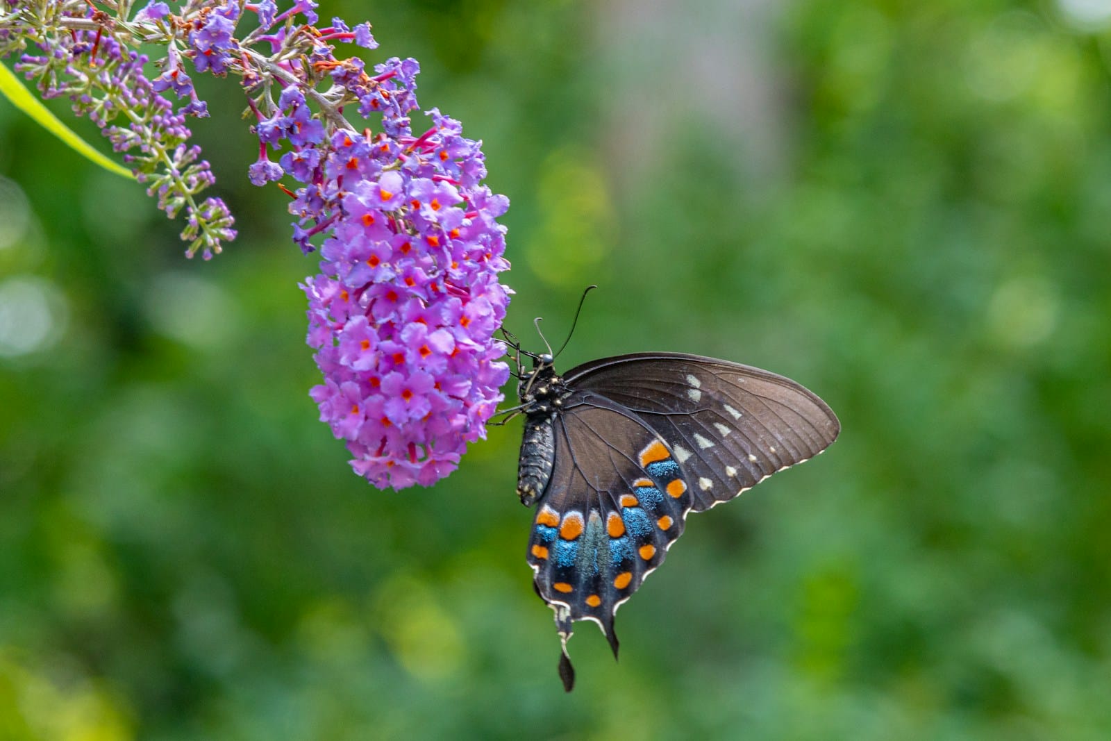 butterfly perched on purple Butterfly Bush flower