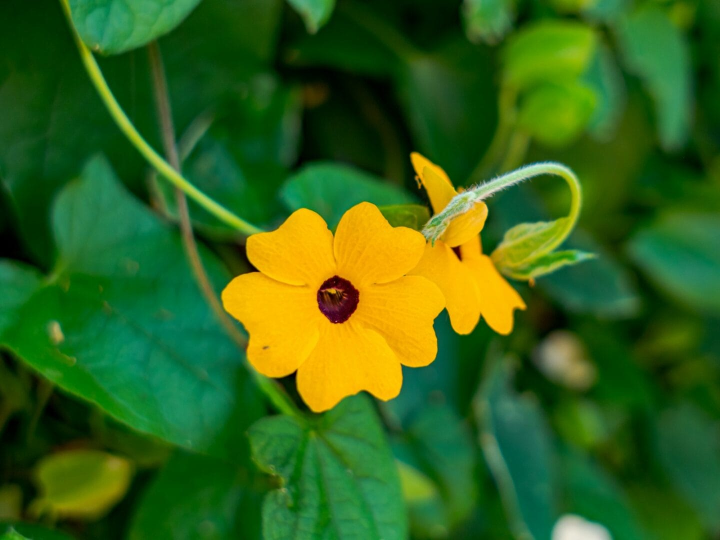 Vibrant yellow black-eyed susan flowers with lush green leaves.