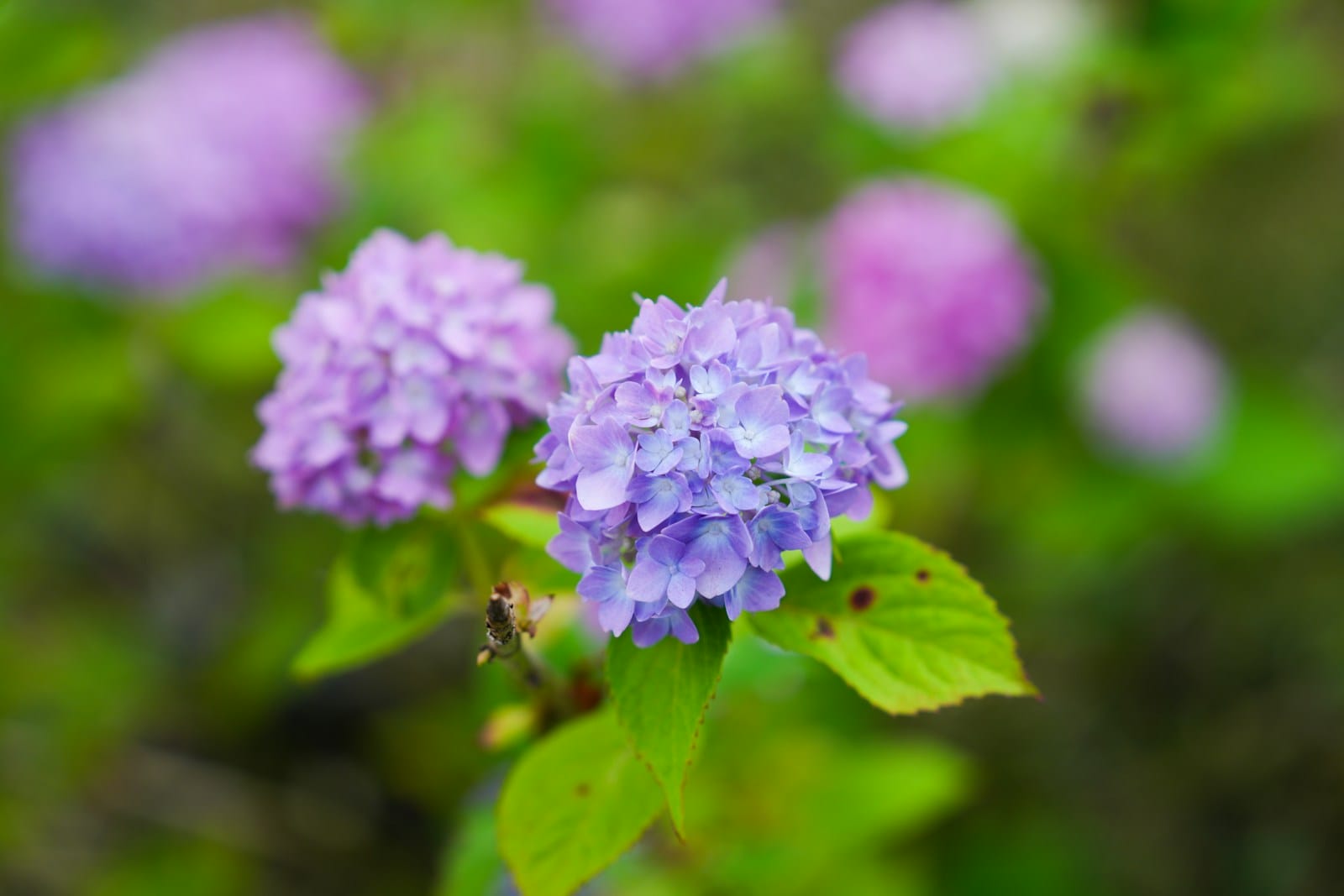A close up of a purple Bigleaf Hydrangea flowers