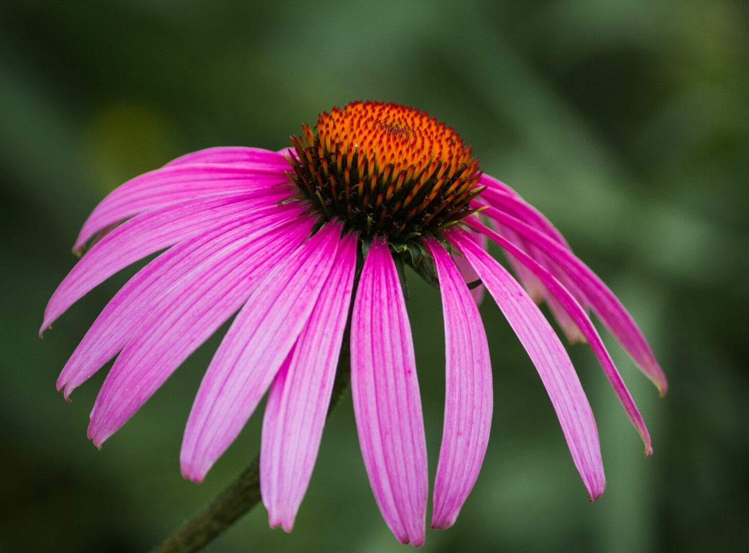pink coneflower
