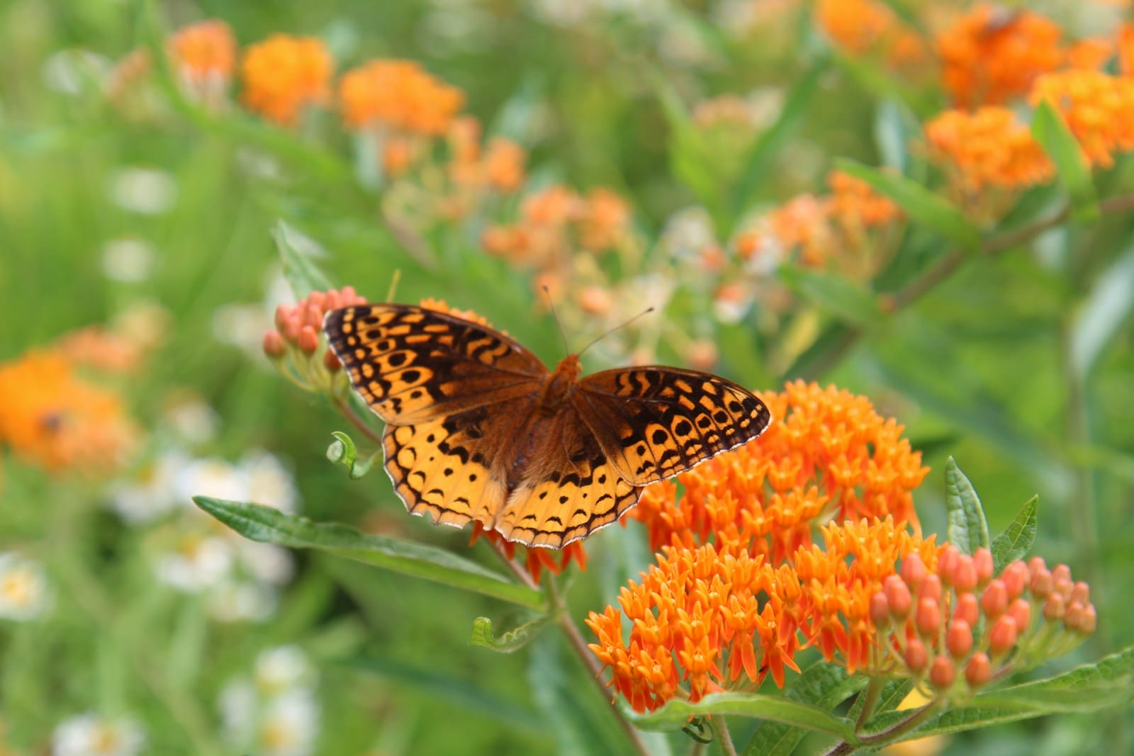 A close up of a butterfly on a Butterfly Weed flower
