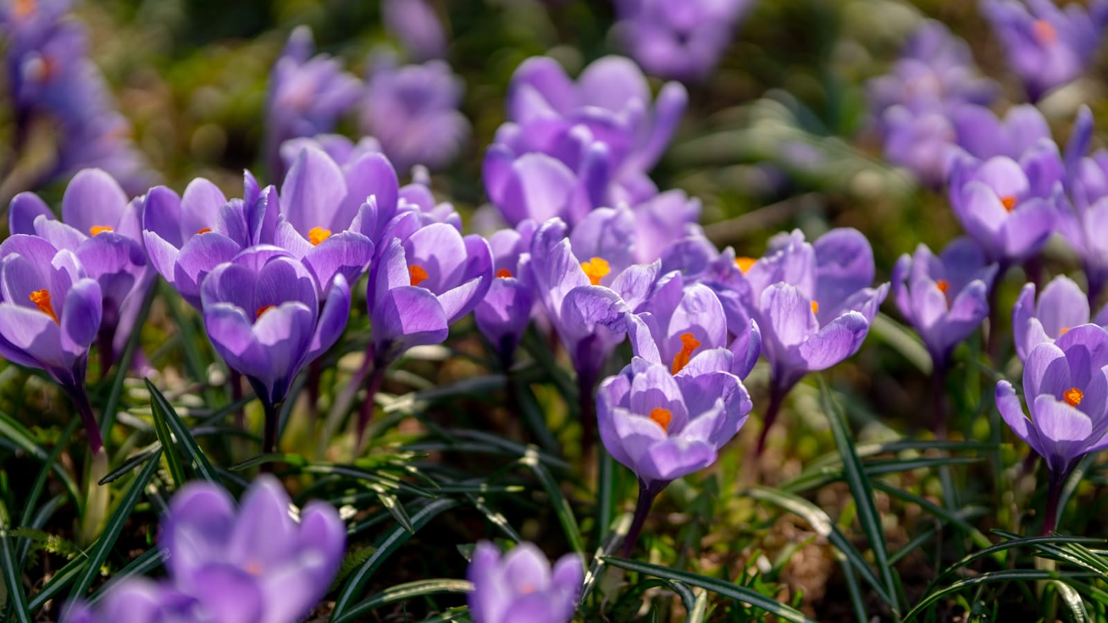 purple Crocus flowers