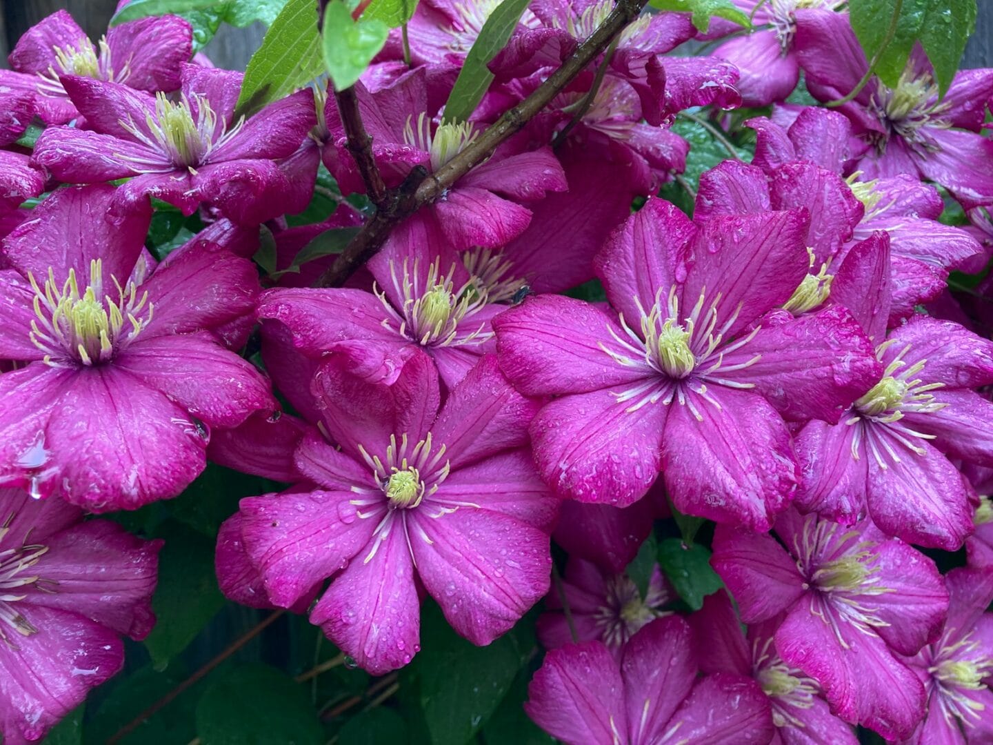 Clematis flowers
