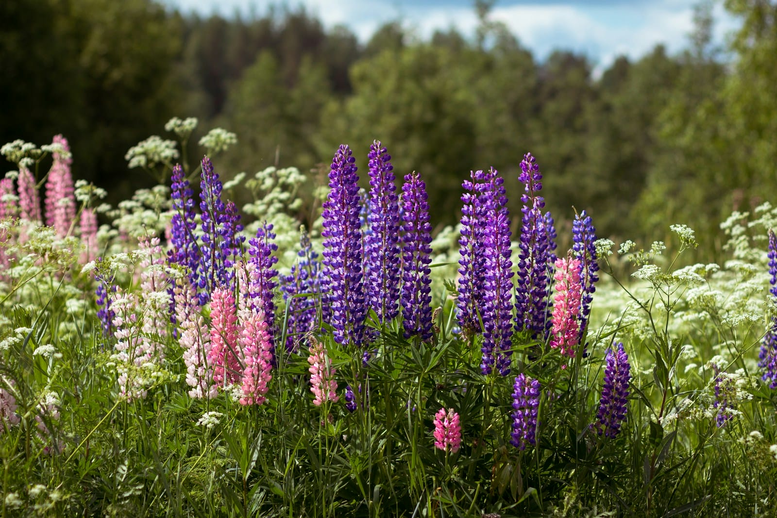 purple Lupine flowers on green grass field during daytime