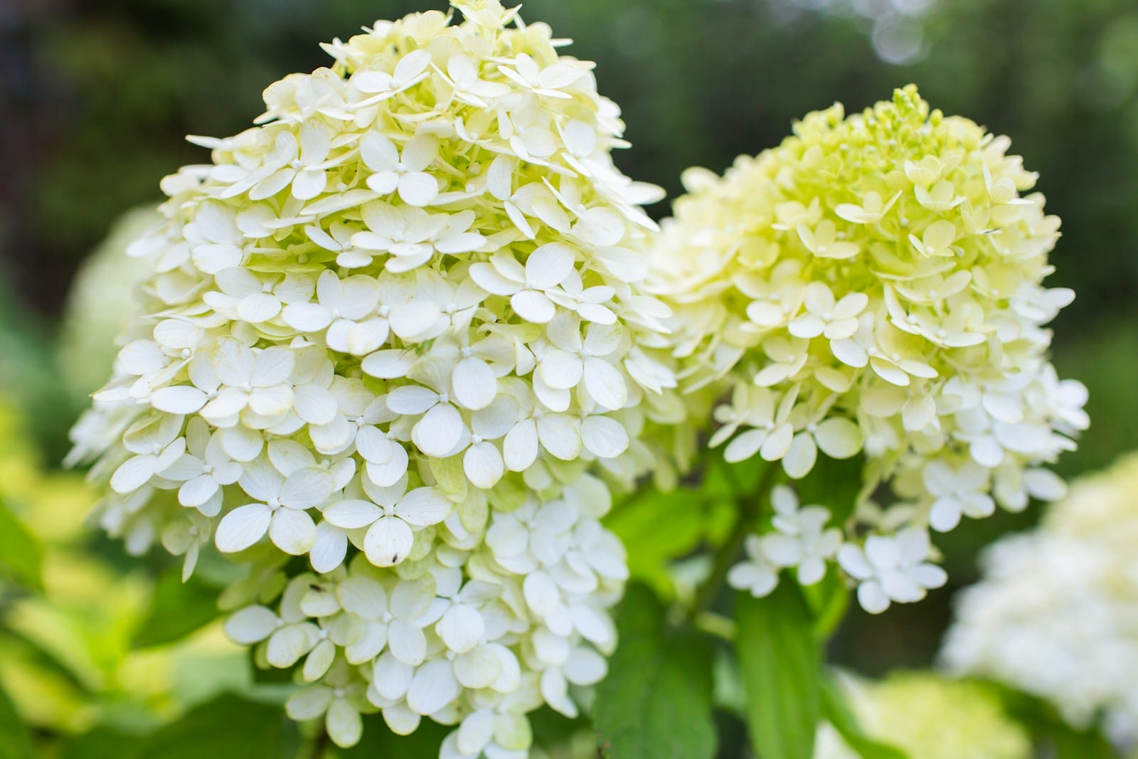 Two white hydrangeas bloom in a garden.