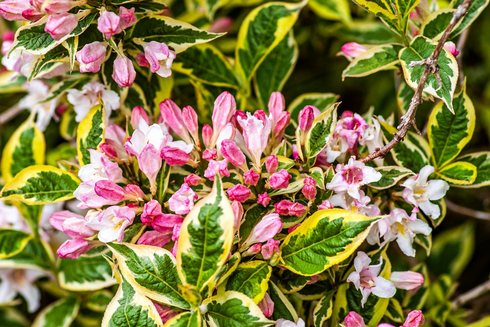 Pink Weigela flowers bloom among variegated green leaves.
