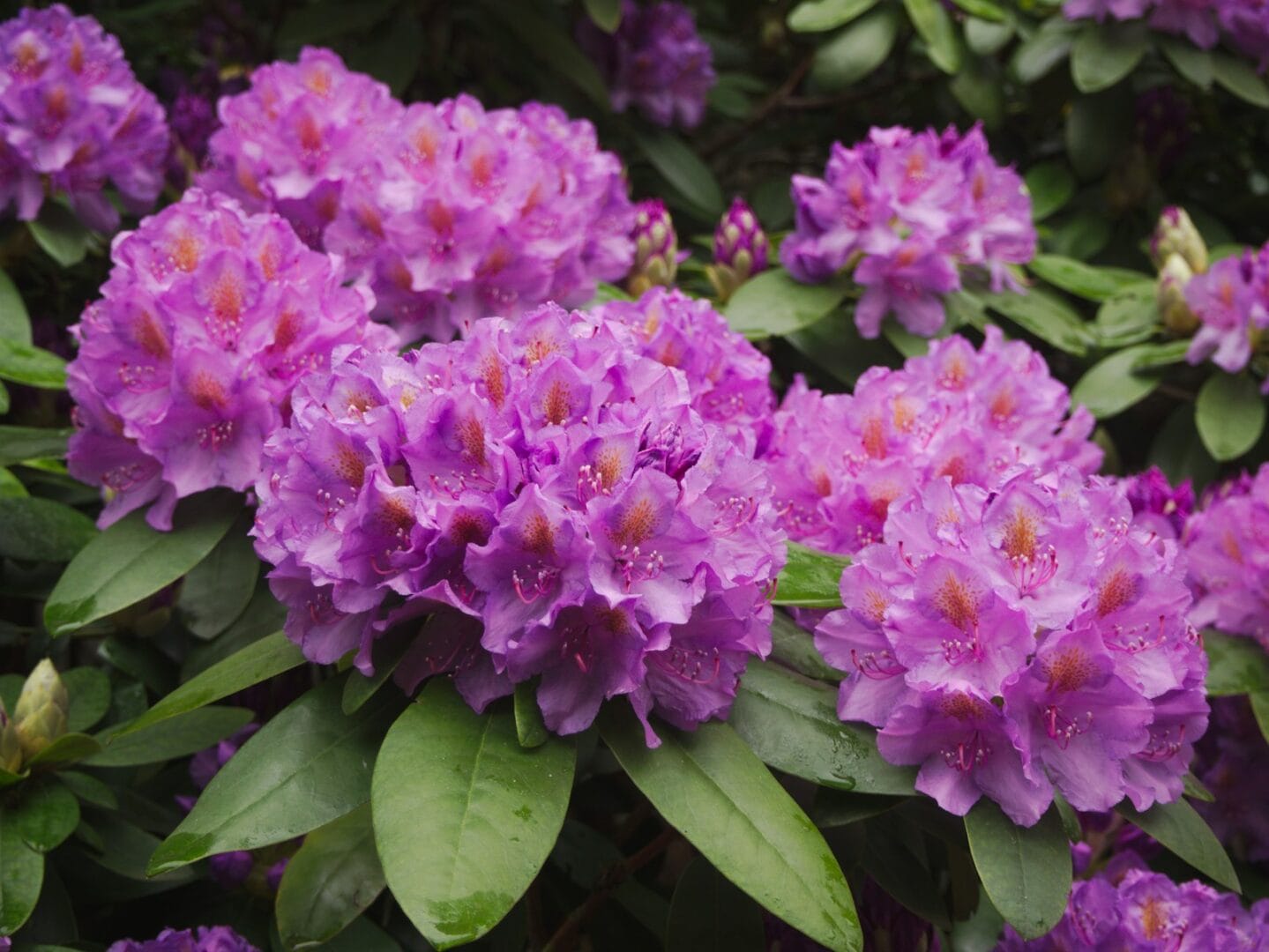 pink Rhododendron flowers