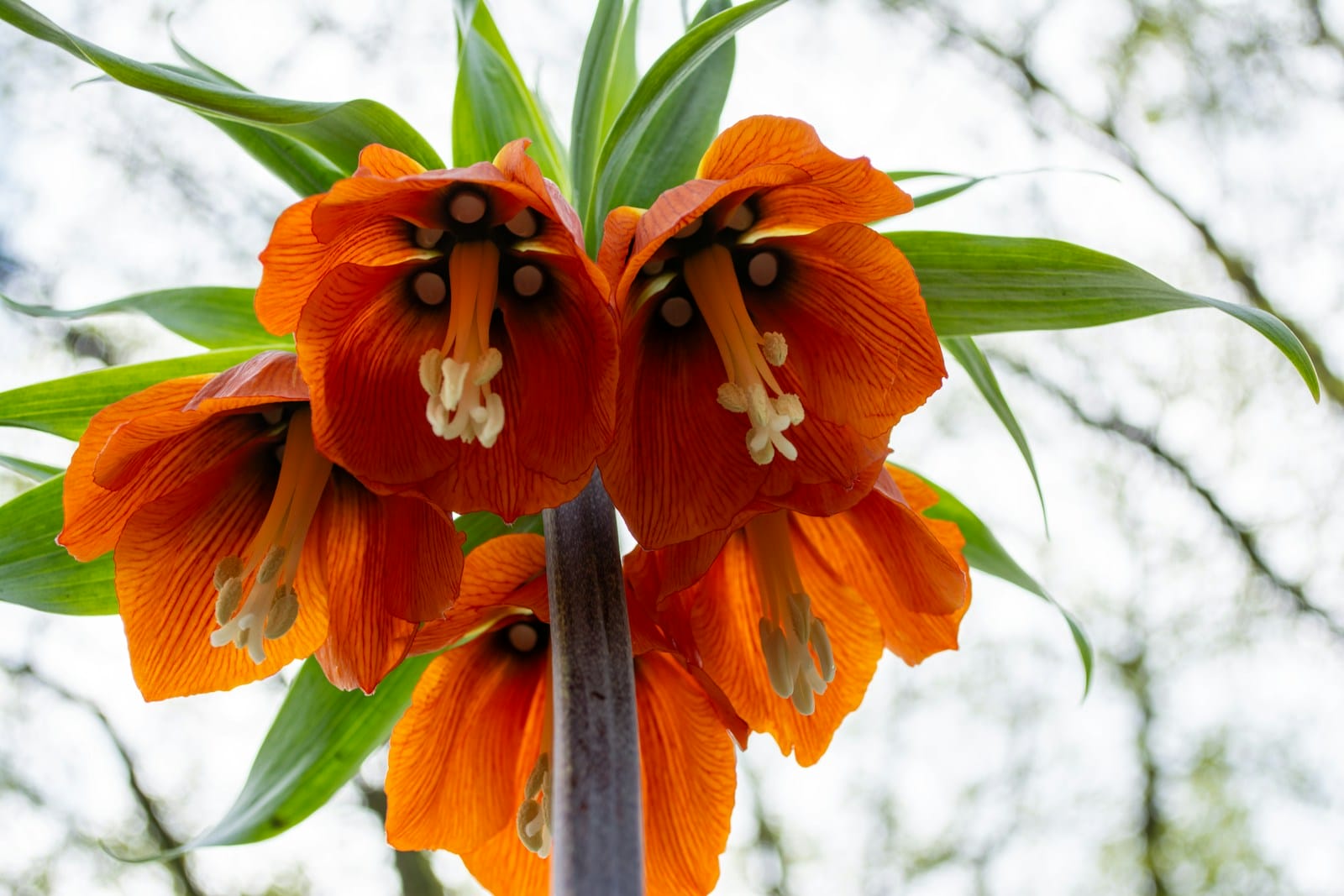orange crown imperial Fritillaria flowers blooming
