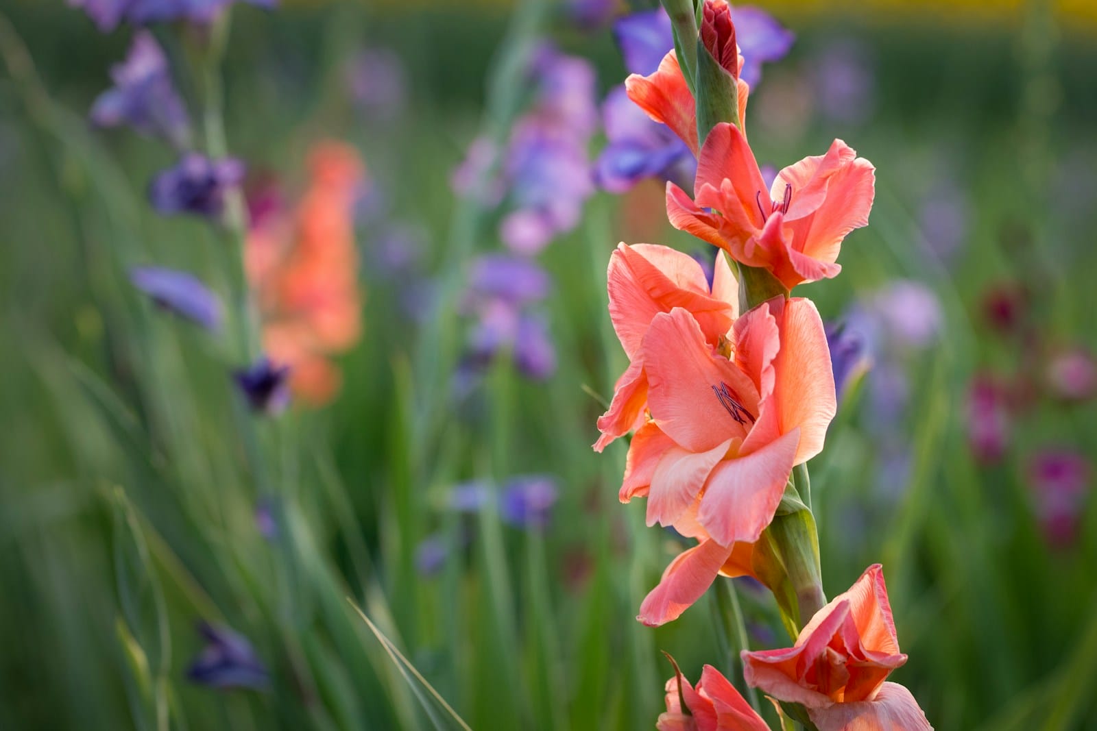 orange and purple Gladiolus flowers