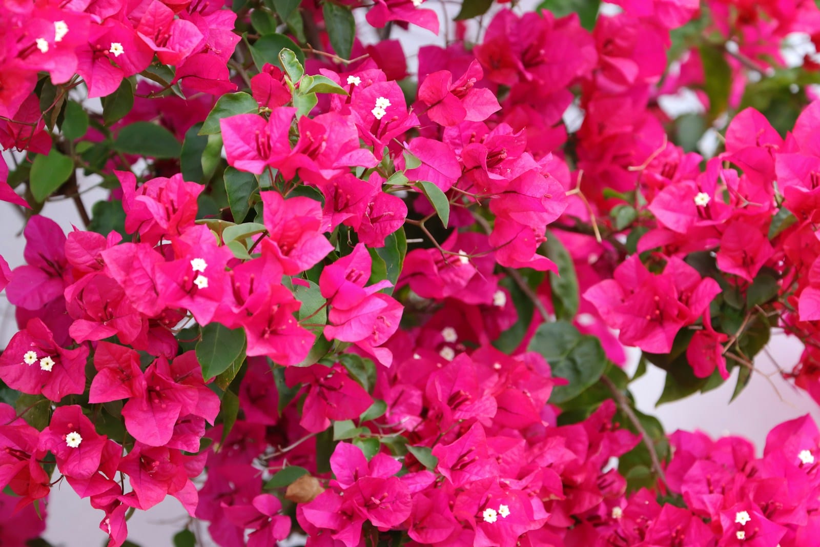 Bougainvillea