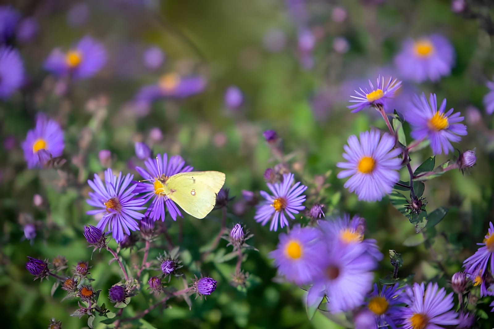 New England Aster flower