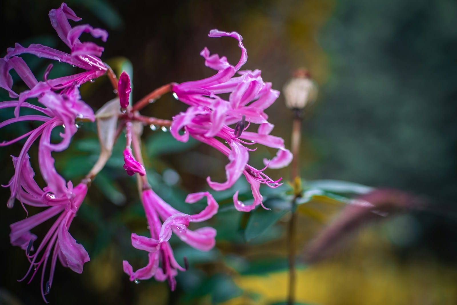 pink Nerine flower