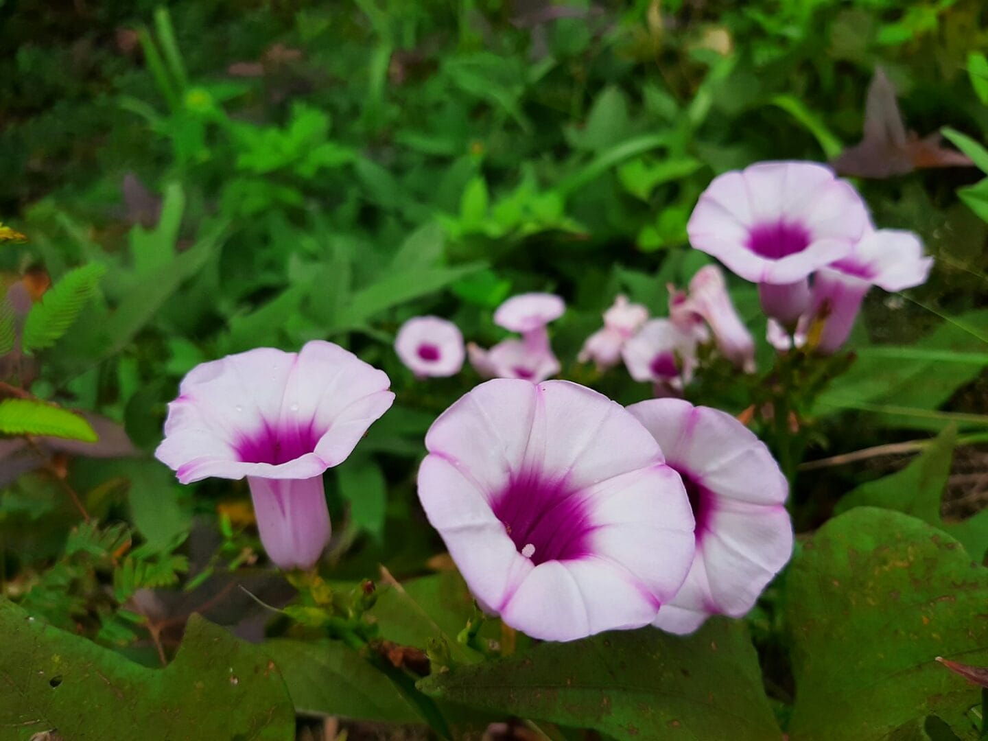 Moonflower flowers