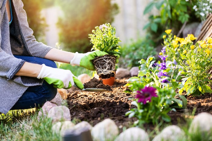 Gardener planting flowers