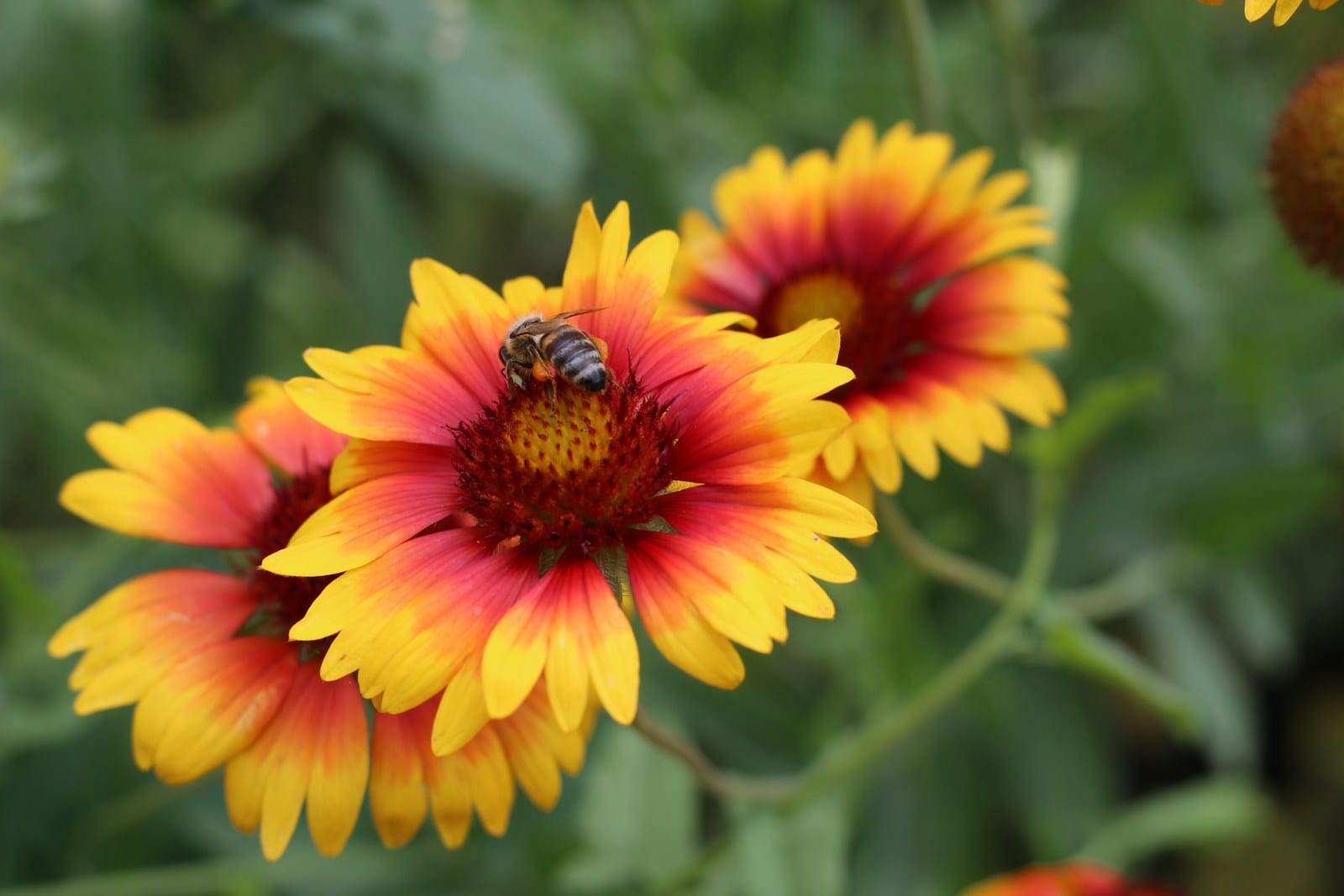 a bee on a Gaillardia flower