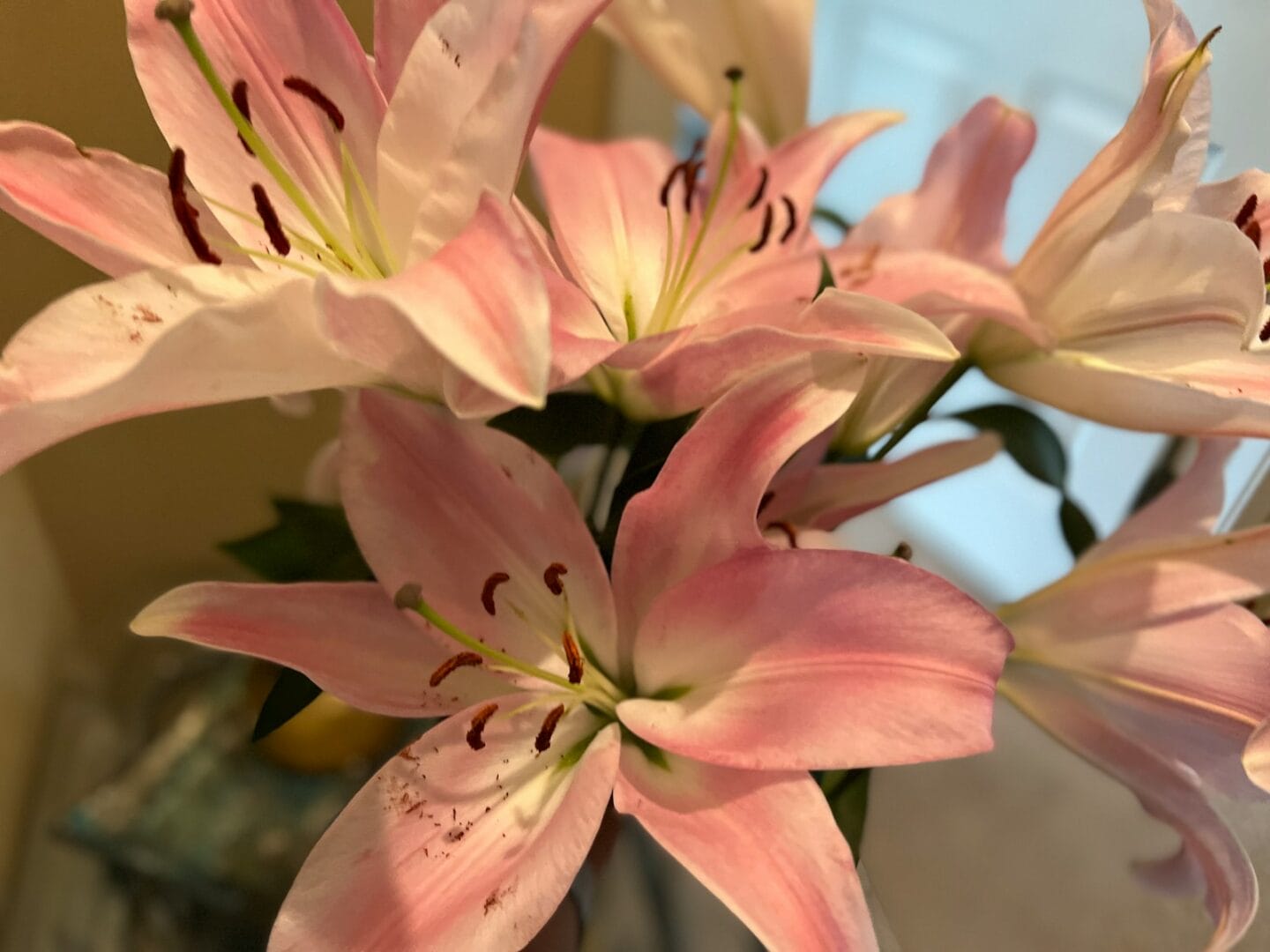 Asiatic Lily flowers