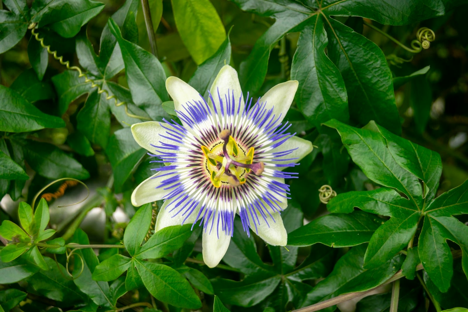 a blue and white Passion flower