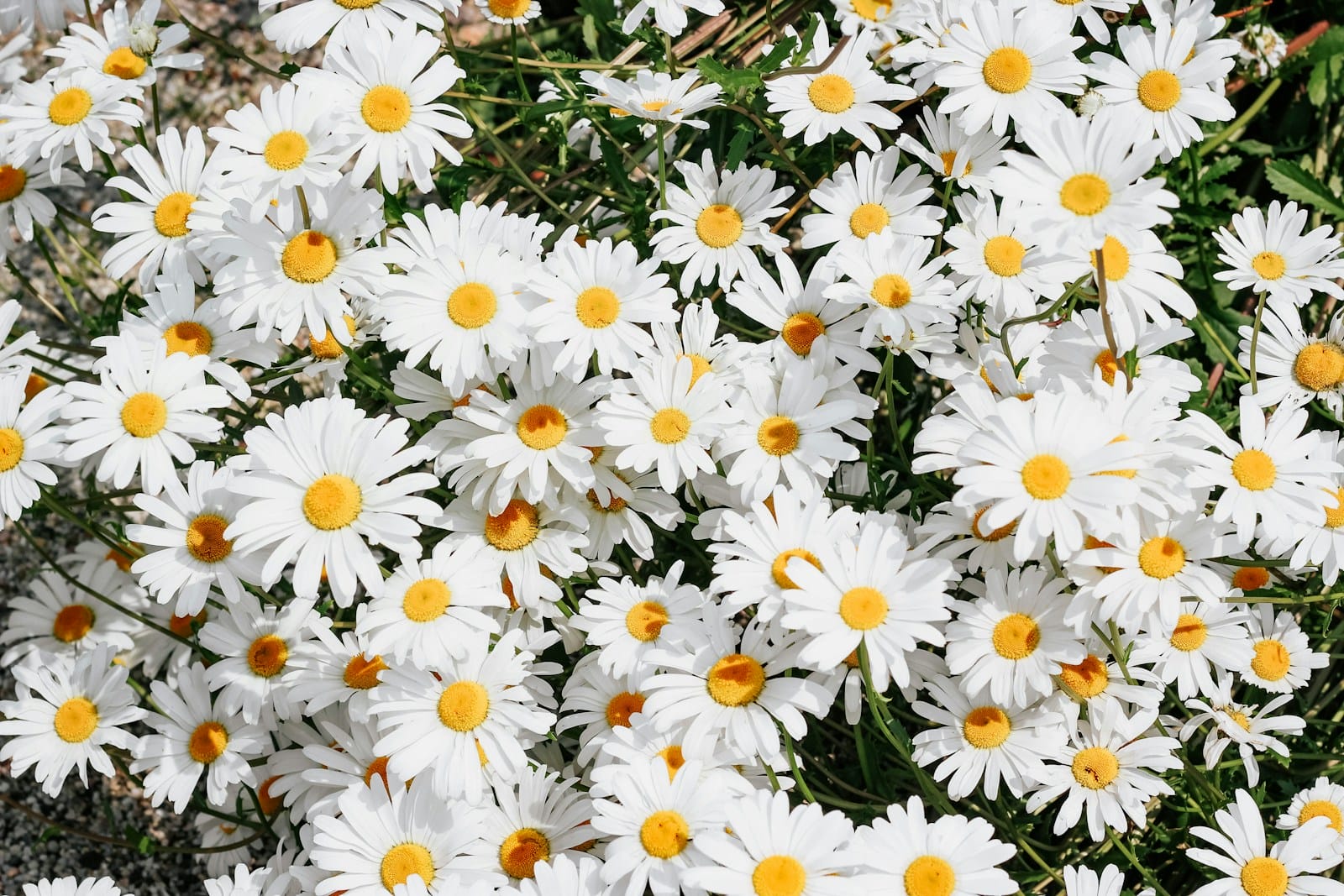 white Ox-Eye Daisy flowers