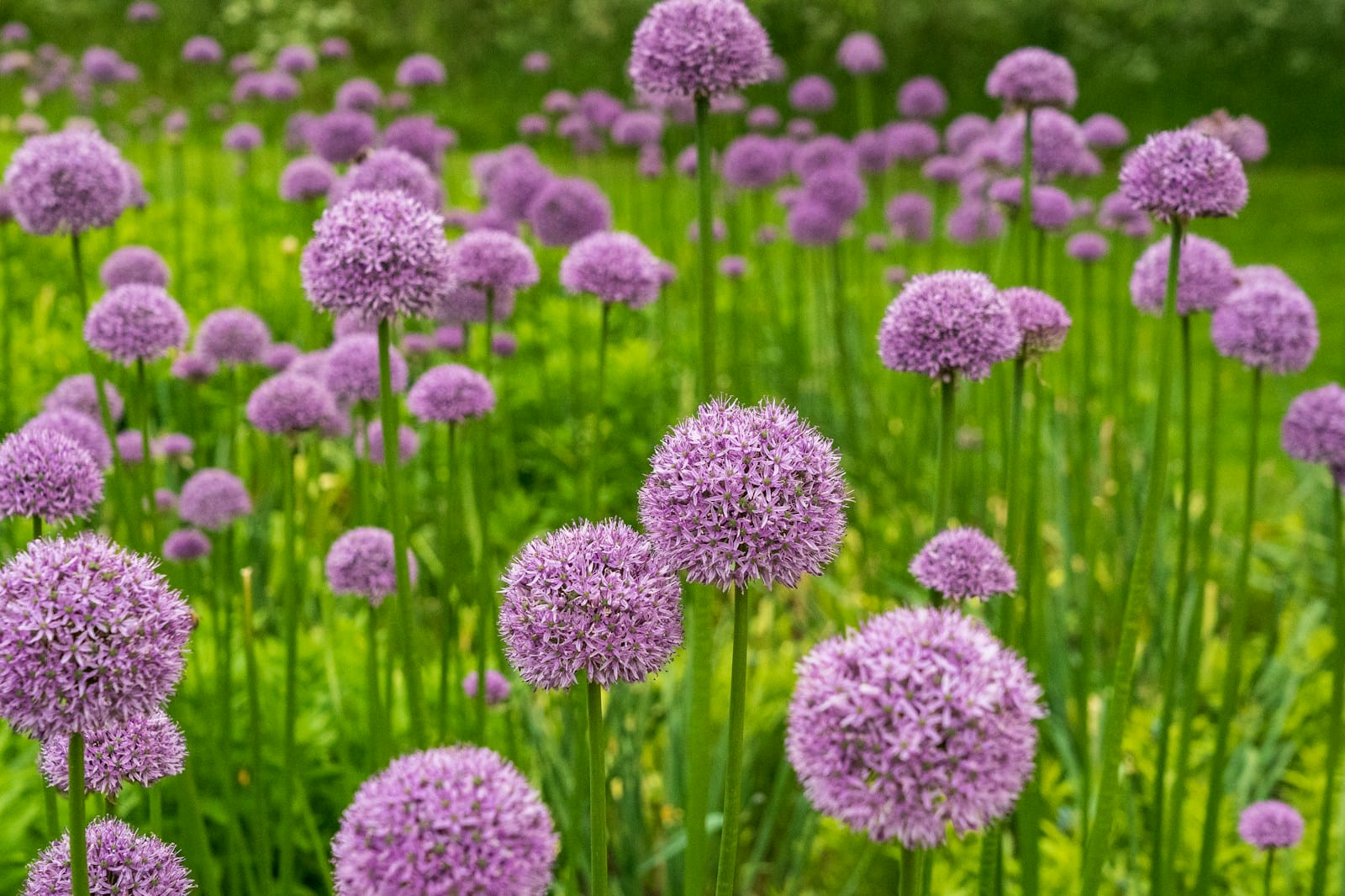 purple Allium flowers