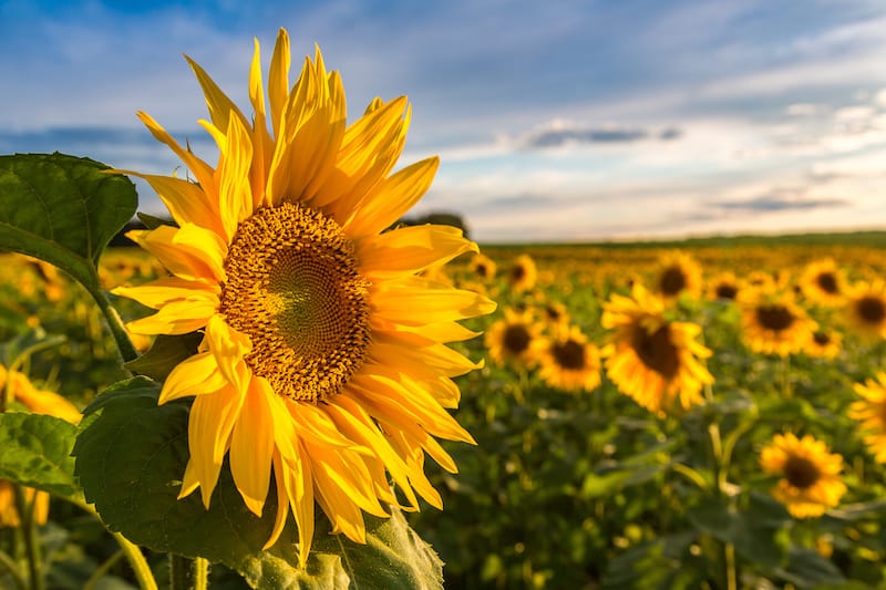 sunflower field