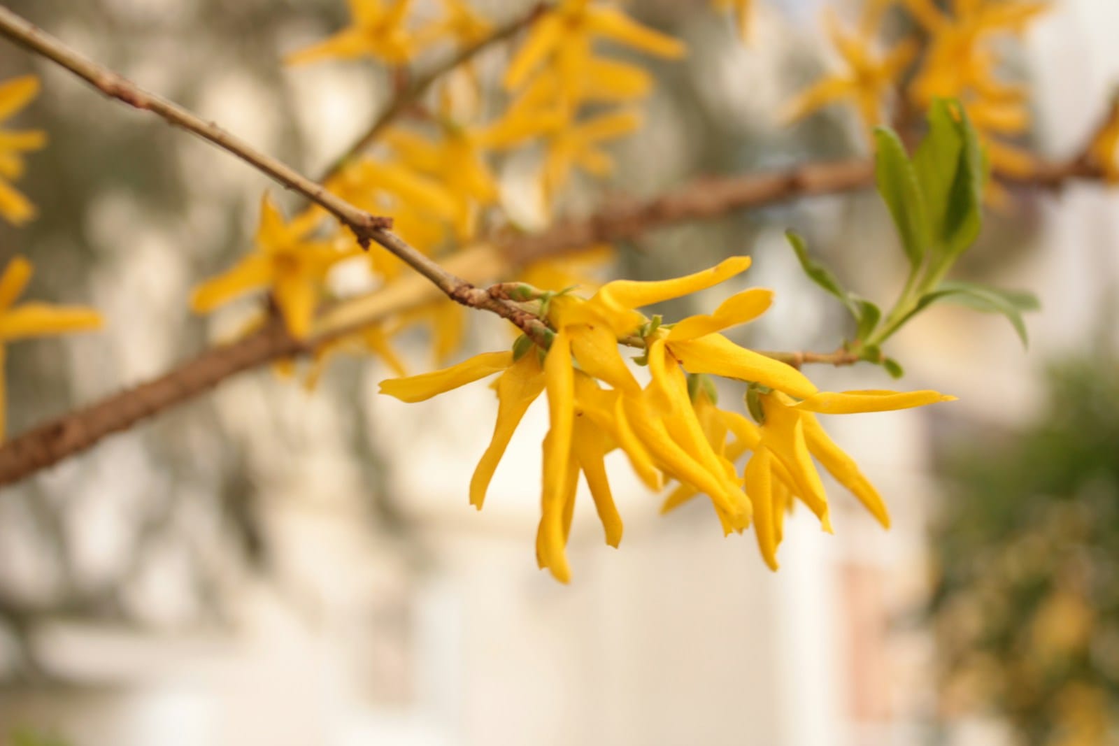 yellow Forsythia flowers