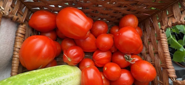 tomato in basket