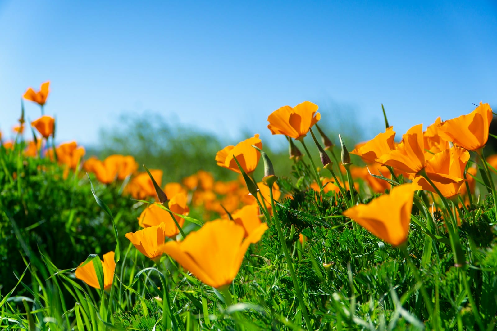 California Poppy flowers