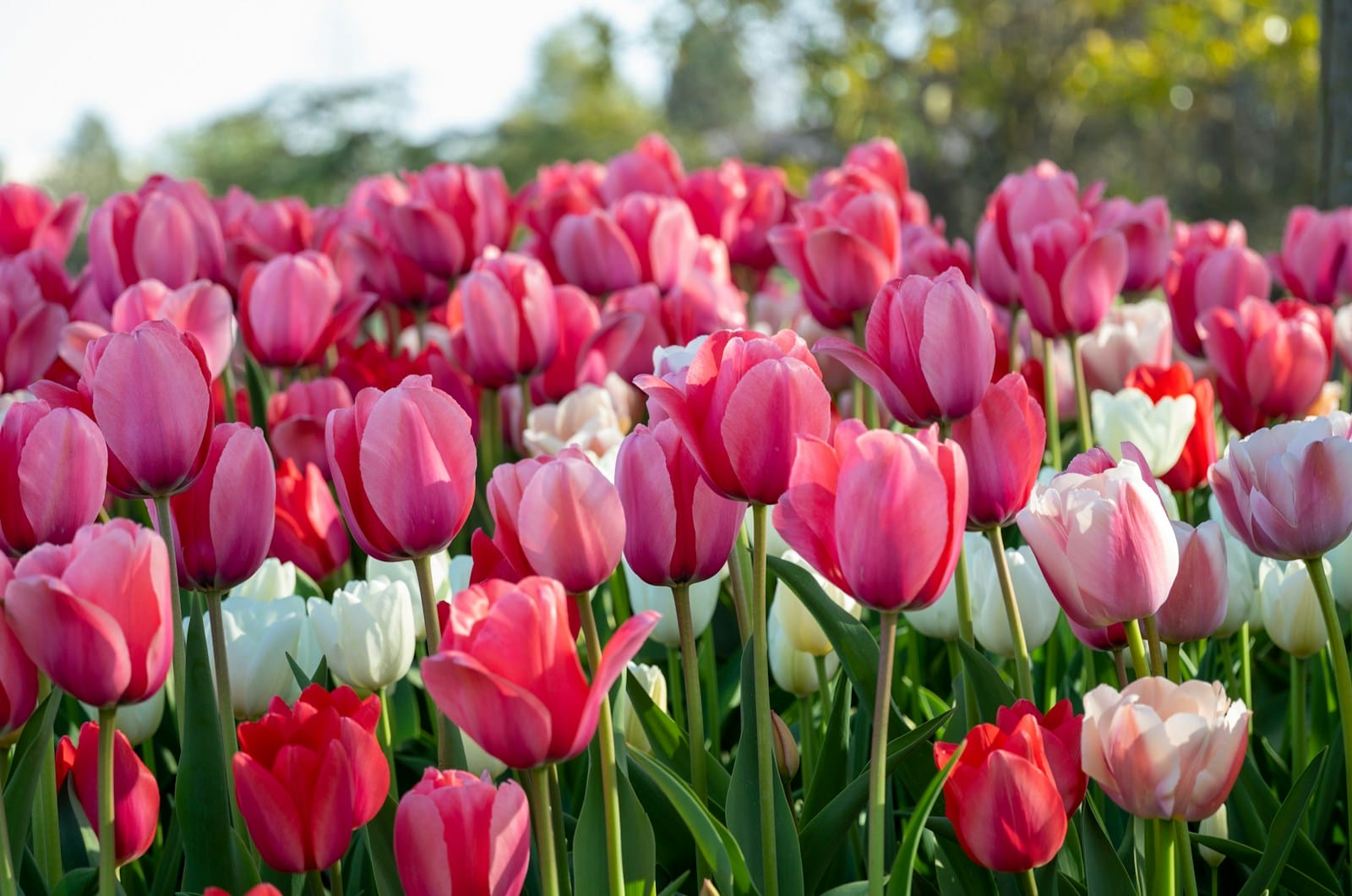 red and white tulips