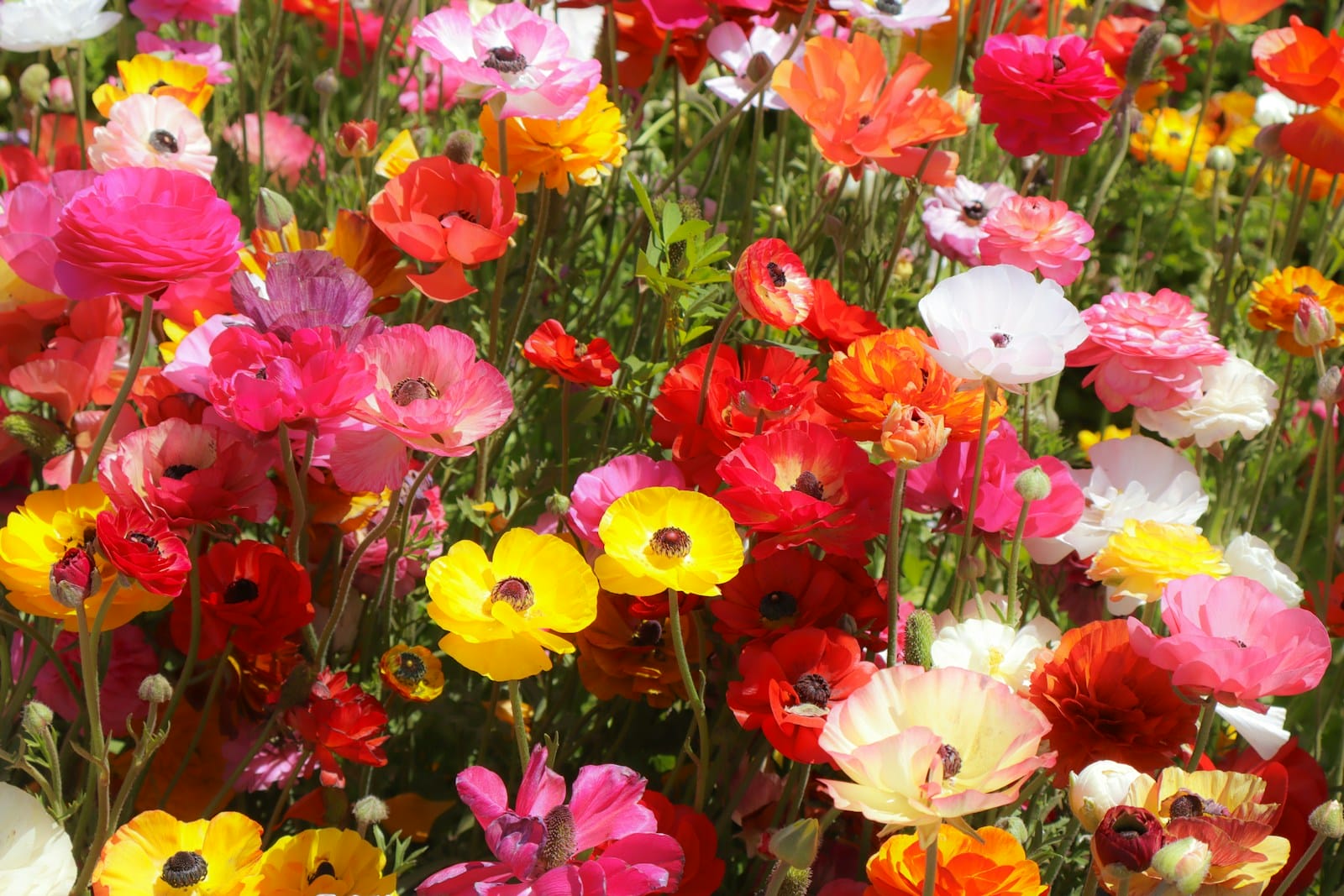 colorful ranunculus flowers in full bloom.