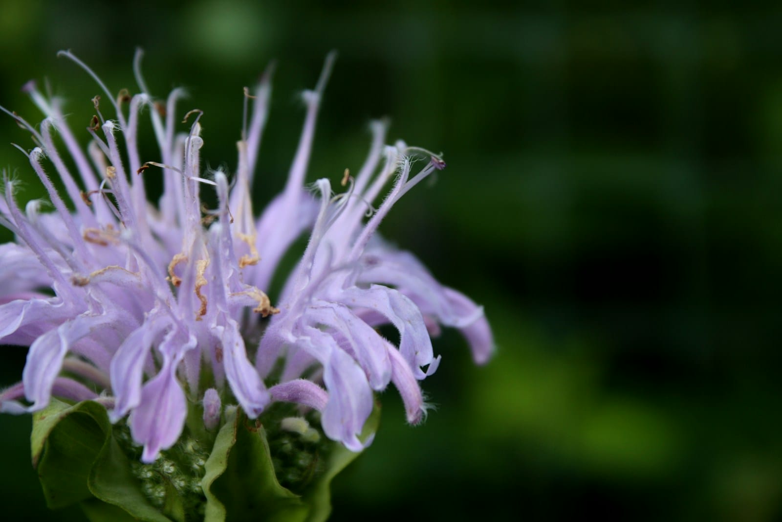 a bee on a Wild Bergamot flower