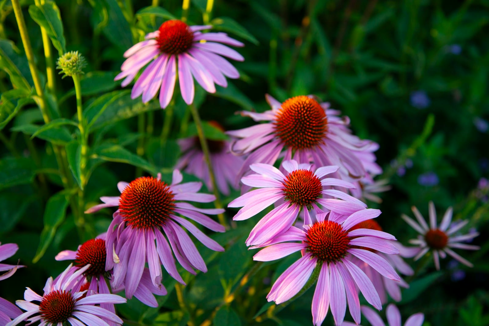Prairie Coneflower flowers