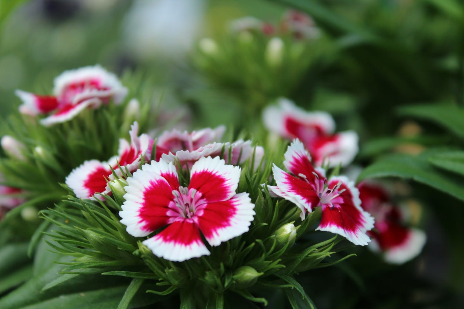 Dianthus flowers