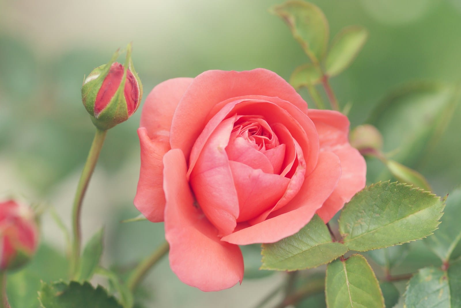 pink-petaled Knock Out Rose