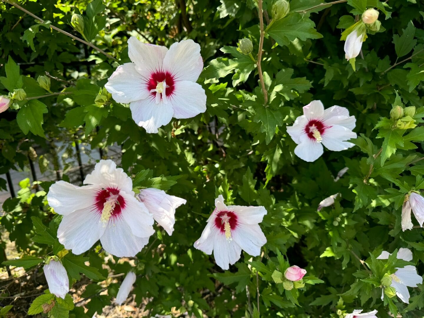 Rose of Sharon flowers