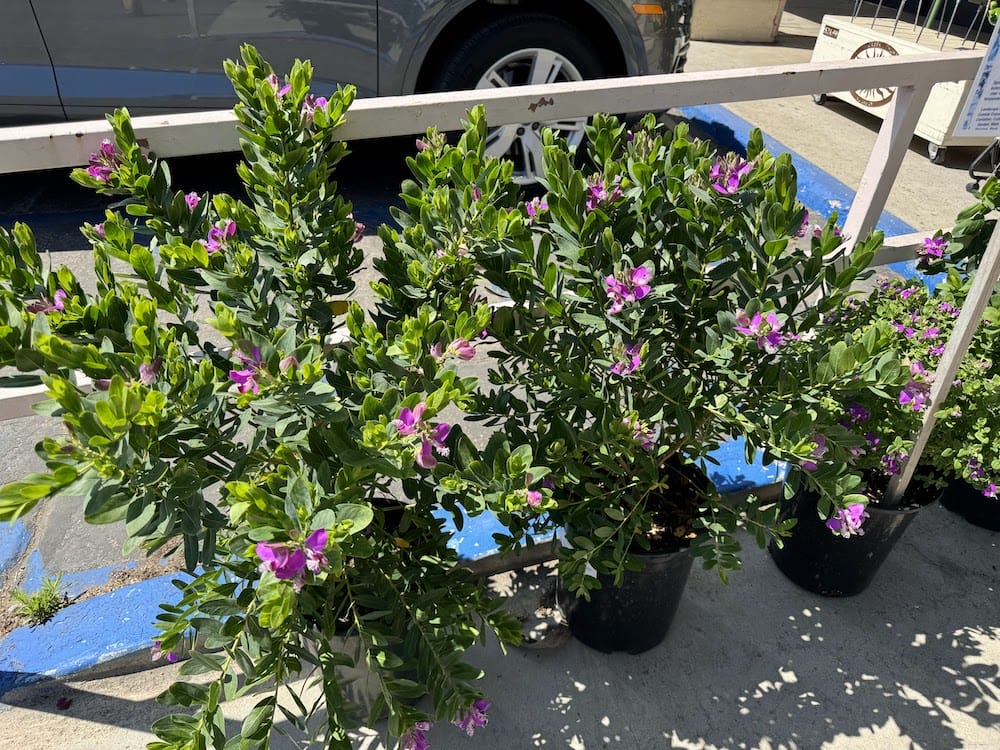 potted plants