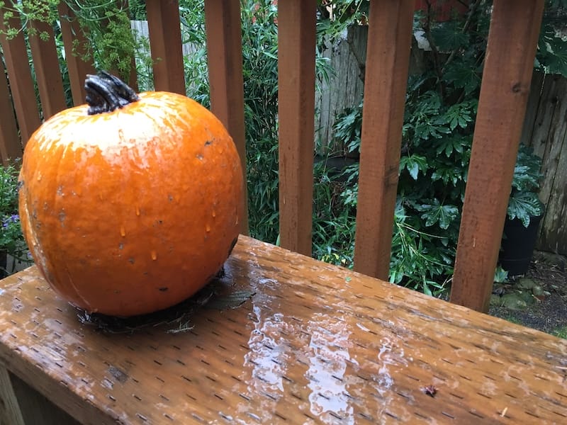 Fall pumpkin on counter