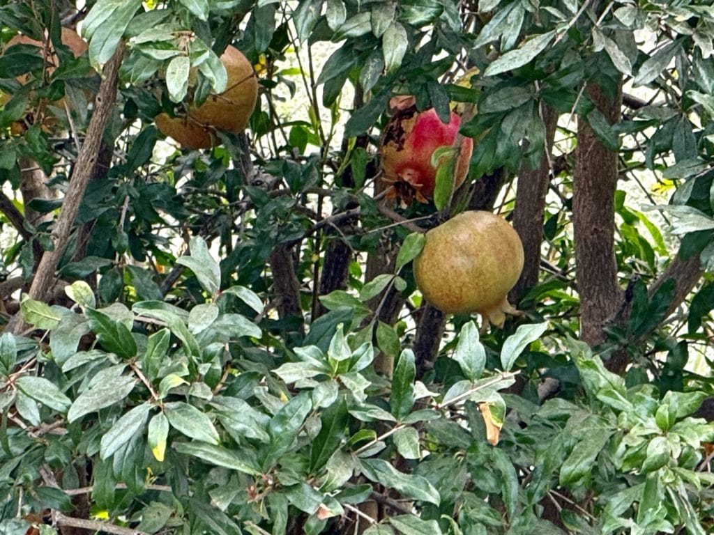 pomegranate