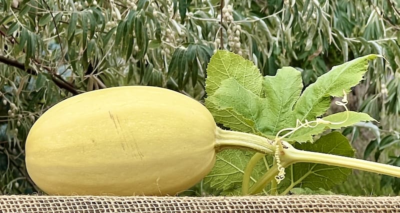 fall sqush