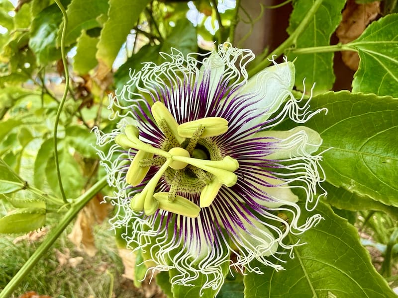 passion fruit flower