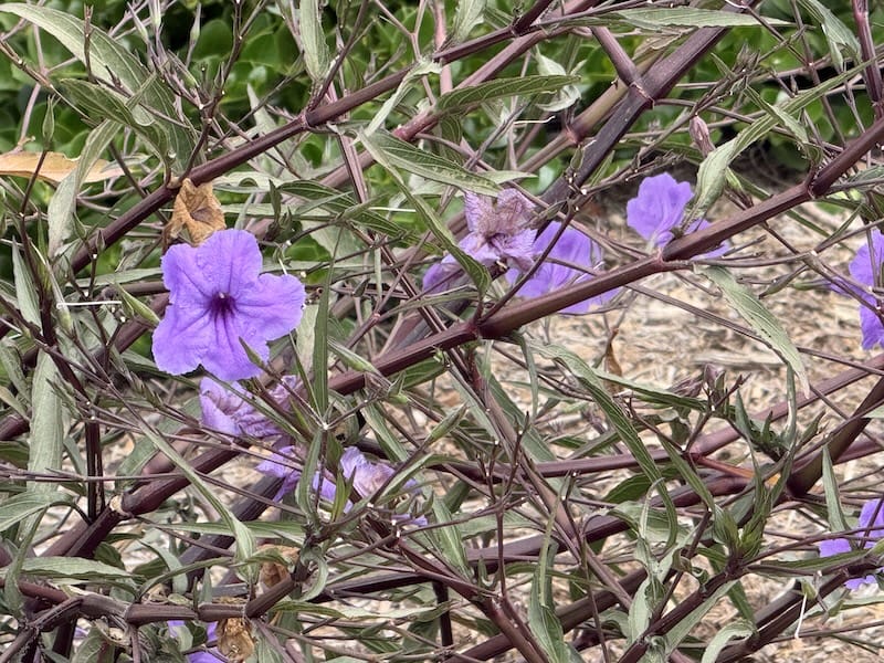 purple flowers