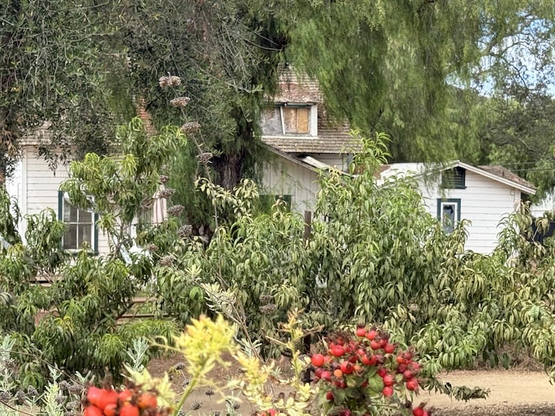 spooky house garden
